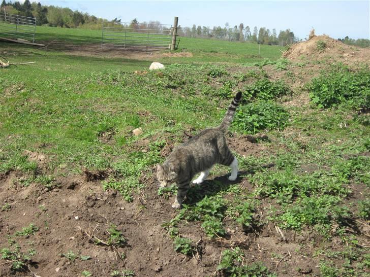 Huskat Elrondhus's Pjuske billede 5