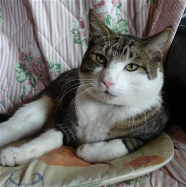 Huskat Sofus R.I.P billede 13