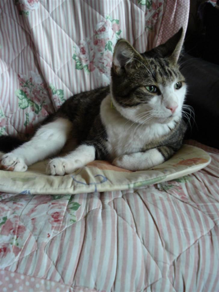 Huskat Sofus R.I.P billede 14