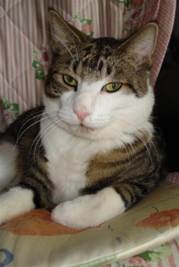 Huskat Sofus R.I.P billede 15