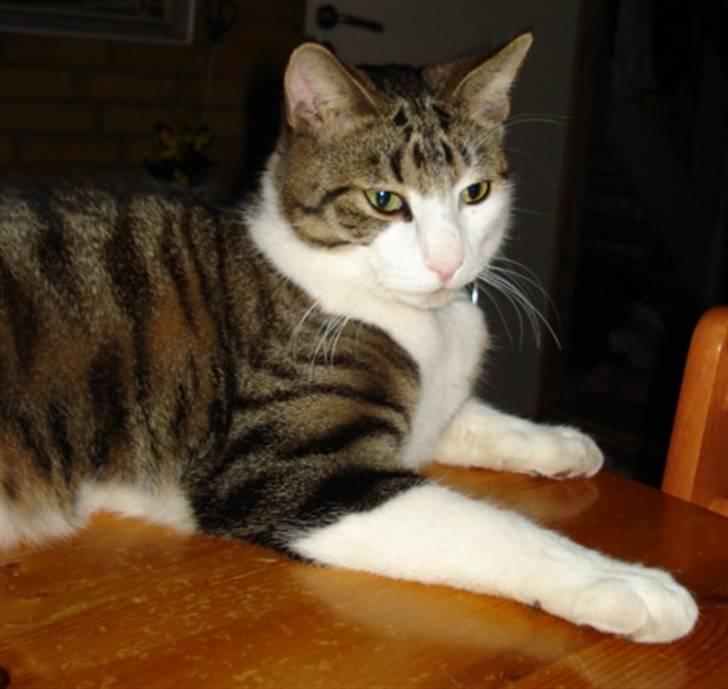 Huskat Sofus R.I.P billede 16