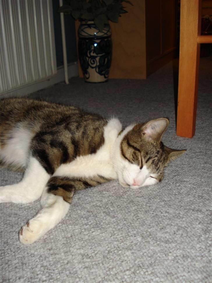 Huskat Sofus R.I.P billede 17