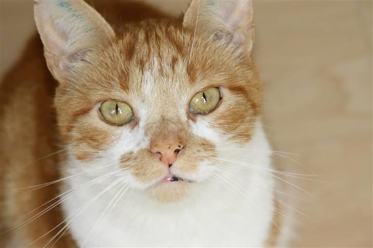 Huskat Dragon R.I.P 23/4-2014 billede 1