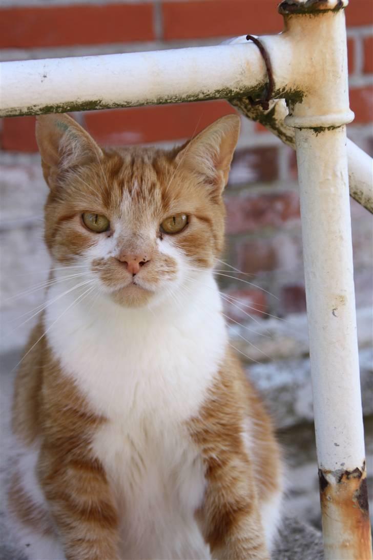 Huskat Dragon R.I.P 23/4-2014 billede 2