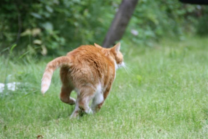 Huskat Dragon R.I.P 23/4-2014 billede 3