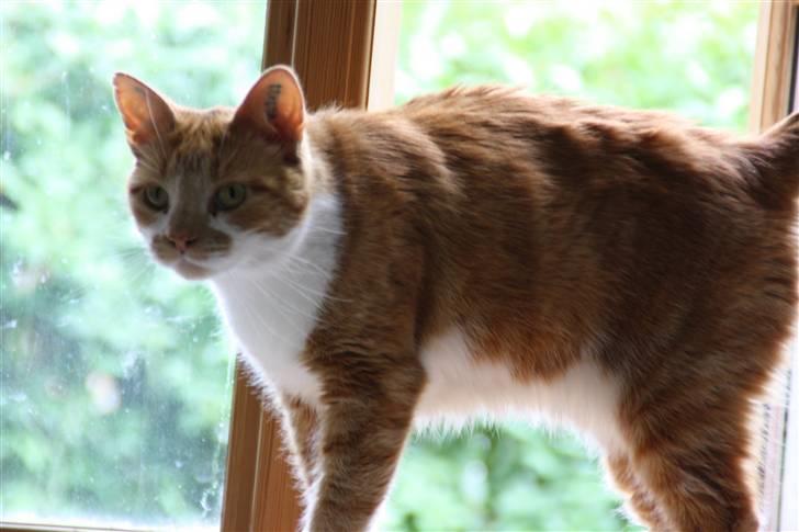 Huskat Dragon R.I.P 23/4-2014 billede 4