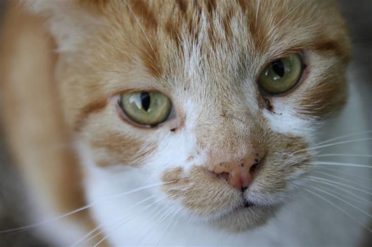 Huskat Dragon R.I.P 23/4-2014 billede 5