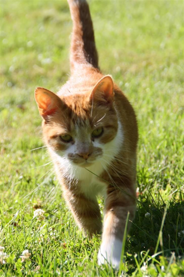 Huskat Dragon R.I.P 23/4-2014 billede 6