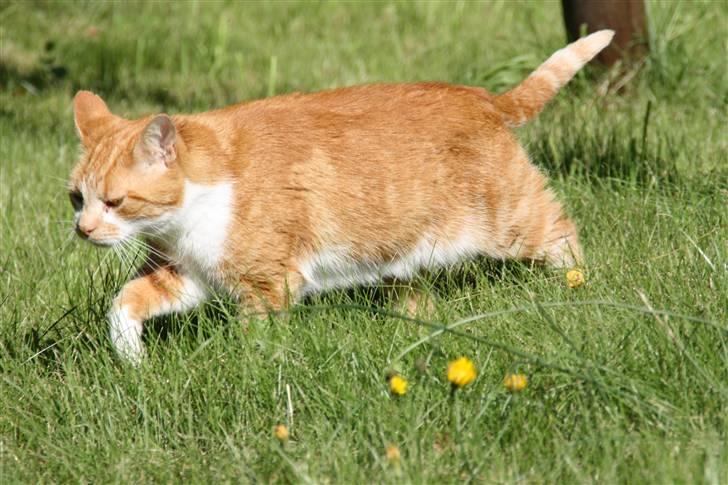 Huskat Dragon R.I.P 23/4-2014 billede 7