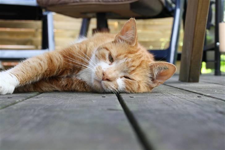 Huskat Dragon R.I.P 23/4-2014 billede 8