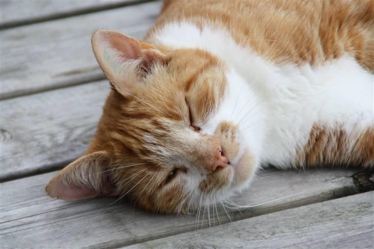 Huskat Dragon R.I.P 23/4-2014 billede 10