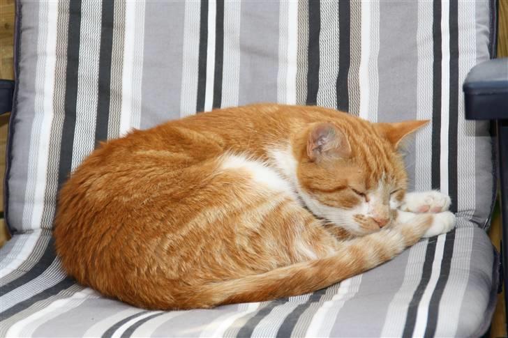 Huskat Dragon R.I.P 23/4-2014 billede 11