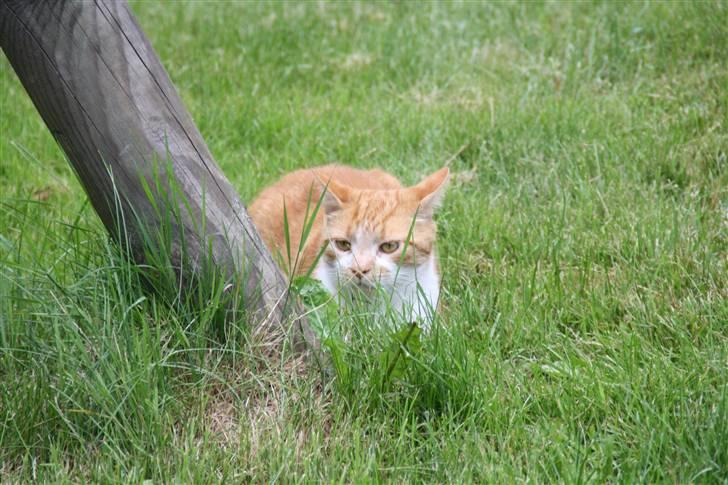 Huskat Dragon R.I.P 23/4-2014 billede 12