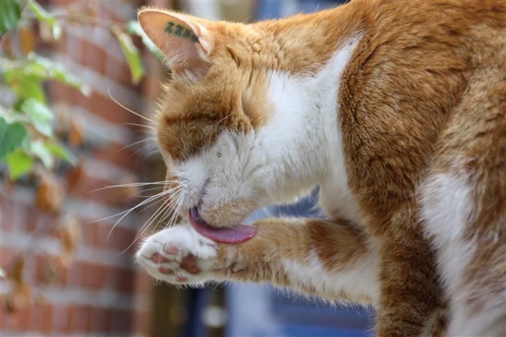 Huskat Dragon R.I.P 23/4-2014 billede 13