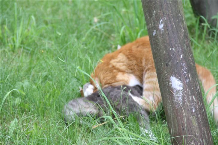 Huskat Dragon R.I.P 23/4-2014 billede 14