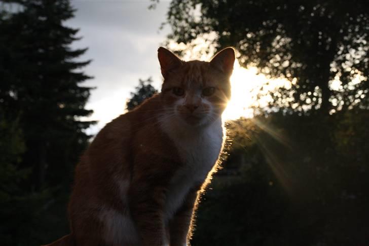 Huskat Dragon R.I.P 23/4-2014 billede 15