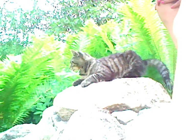 Blanding af racer Marley - MARLEY billede 8