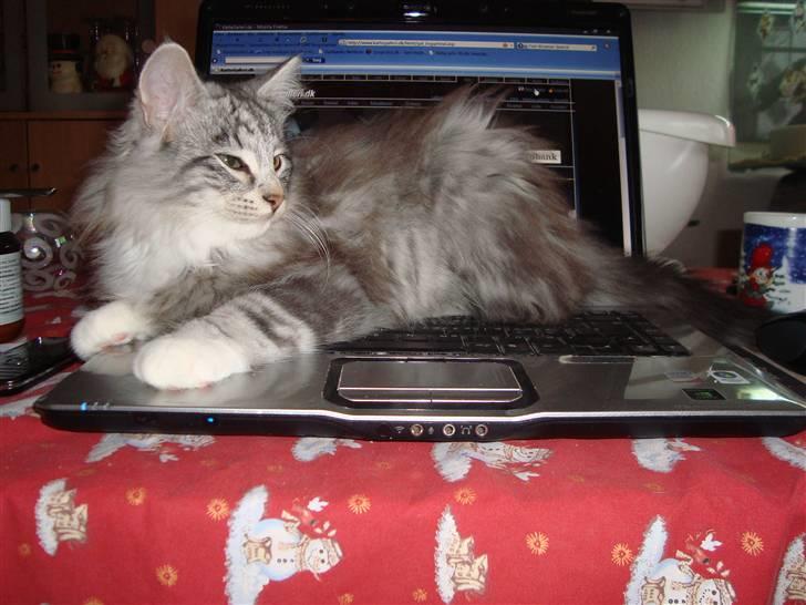 Norsk Skovkat †Darwin von der Bohlkate† billede 15