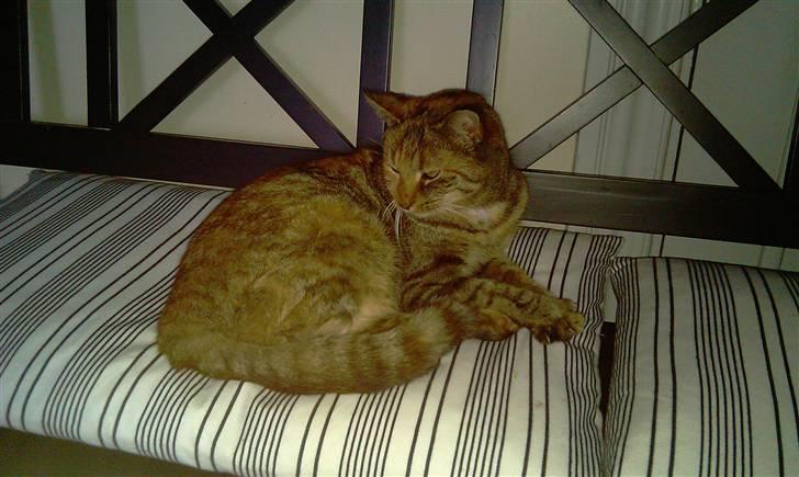 Huskat Pippi Amalie billede 7