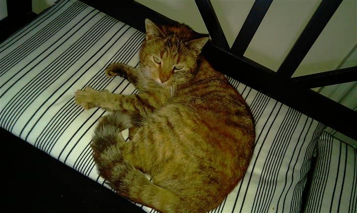 Huskat Pippi Amalie billede 8