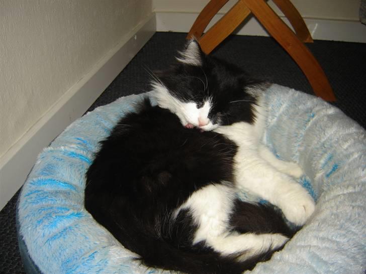 Norsk Skovkat Zille - Nu har jeg boet hos min dejlige familie i 5 mdr. Troede slet ikke man kunne have det så godt. billede 10