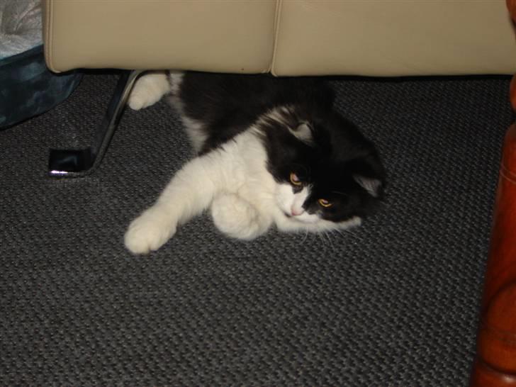 Norsk Skovkat Zille billede 11