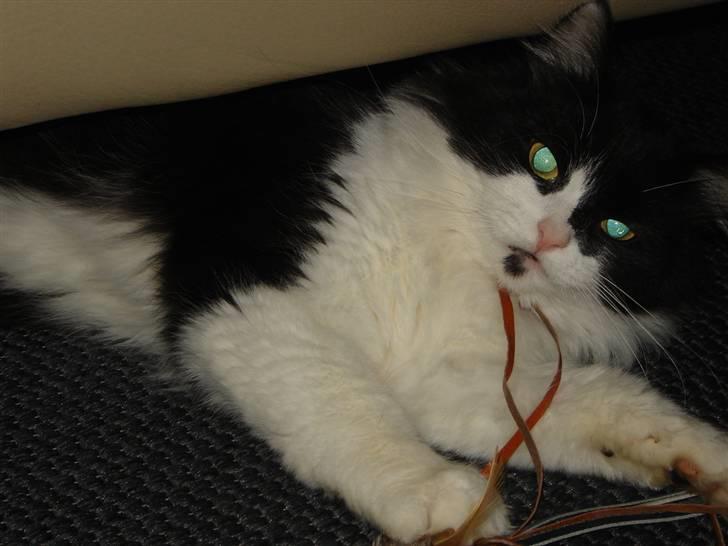 Norsk Skovkat Zille - Jeg er blevet rigtig lækker, og har fået "former". Malte er vist lidt vild med mig ;o) billede 12