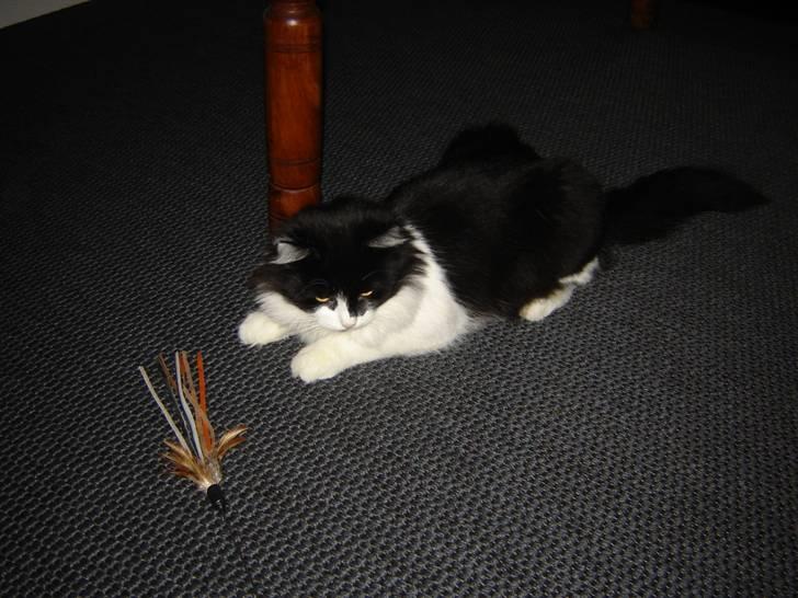 Norsk Skovkat Zille billede 13