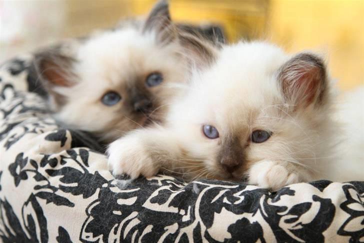 Hellig Birma Trøllagil´s Papaya - Mig og min kære bror billede 2