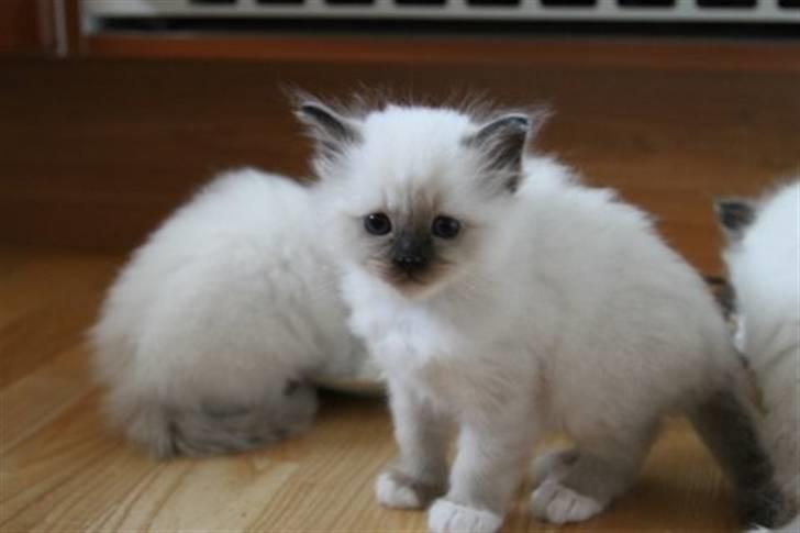 Hellig Birma Trøllagil´s Papaya billede 10