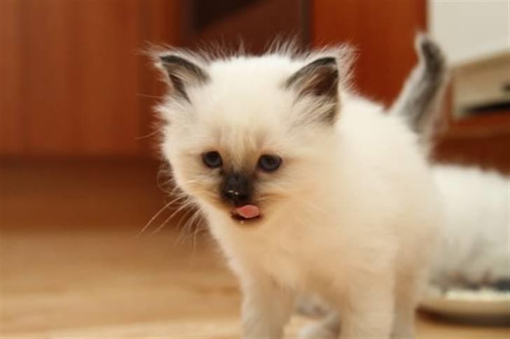 Hellig Birma Trøllagil´s Papaya - mums... Hytteost på næsen. billede 11