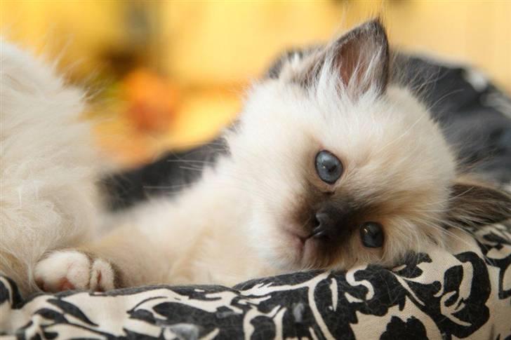 Hellig Birma Trøllagil´s Papaya billede 17