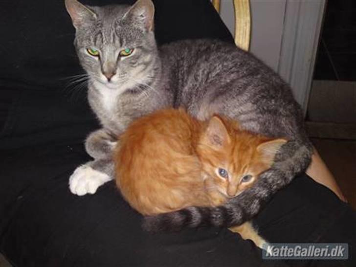 Huskat Mickey (VÆK) billede 11