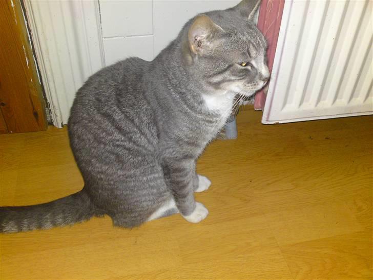 Huskat Mickey (VÆK) billede 12