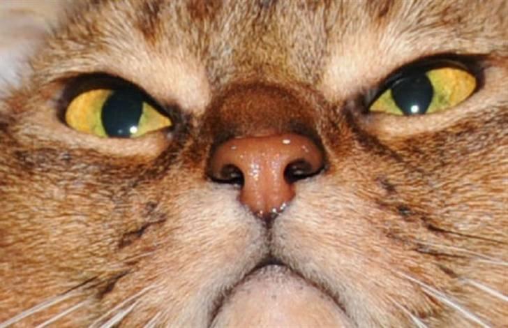 Abyssinier Via Novas She's Madonna b billede 1