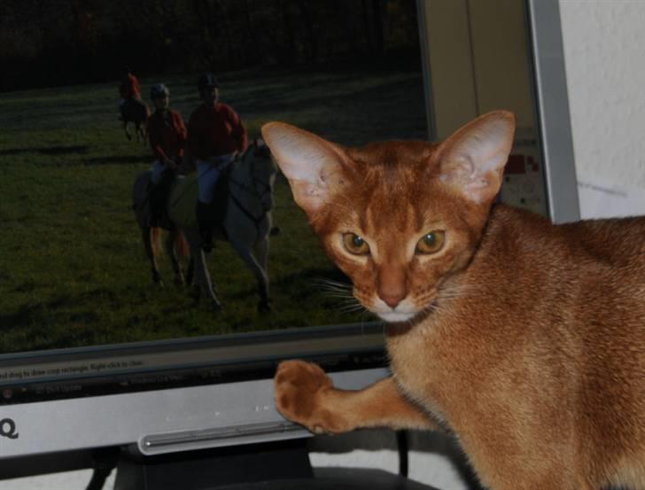 Abyssinier Wennemoes' Aslan billede 2