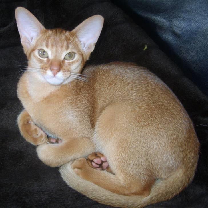 Abyssinier Wennemoes' Aslan billede 3