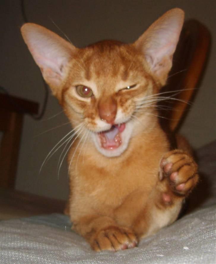 Abyssinier Wennemoes' Aslan billede 4