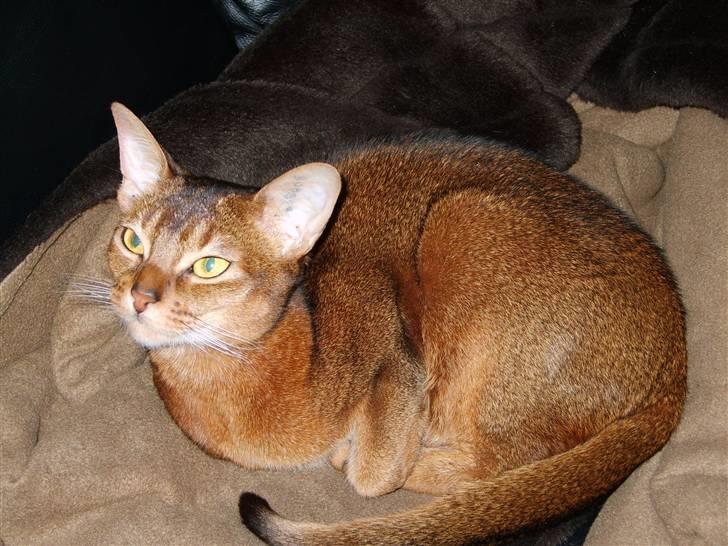 Abyssinier Via Novas She's Madonna b billede 2