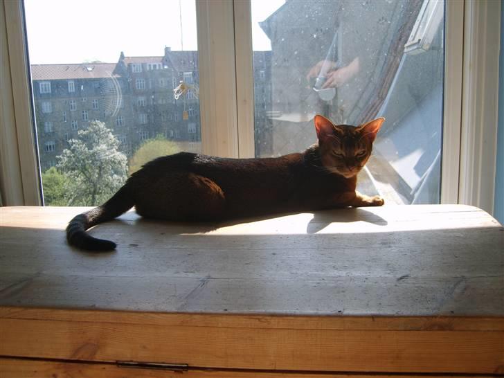 Abyssinier Via Novas She's Madonna b billede 3