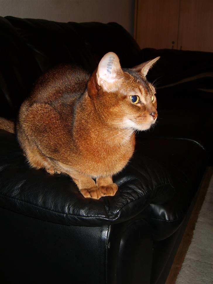 Abyssinier Via Novas She's Madonna b billede 4