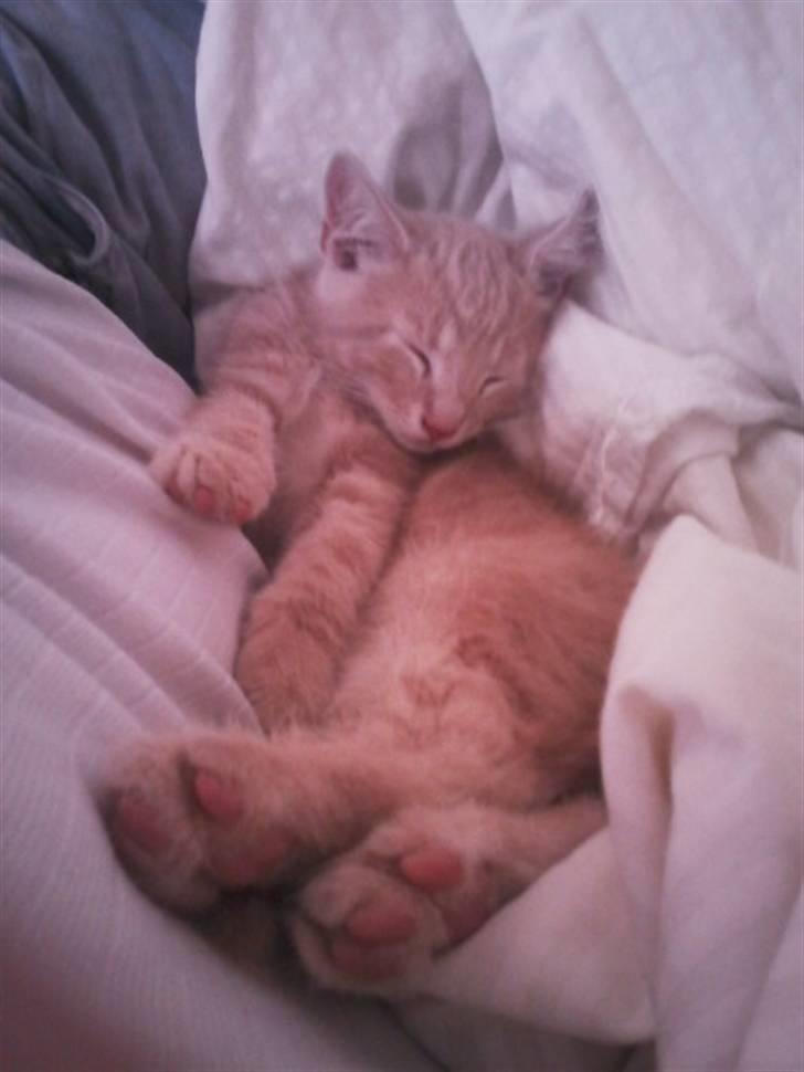 Huskat <3 Garfield <3 billede 4