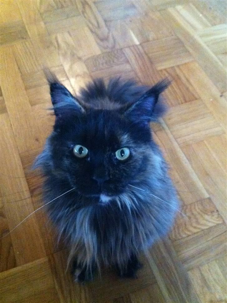 Maine Coon Isabel billede 1