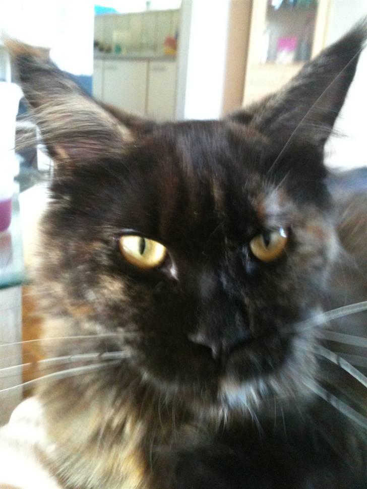 Maine Coon Isabel billede 2