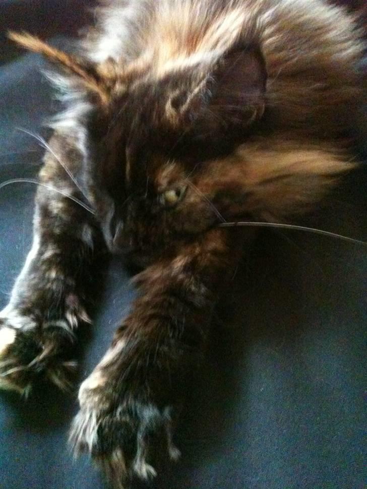 Maine Coon Isabel billede 3