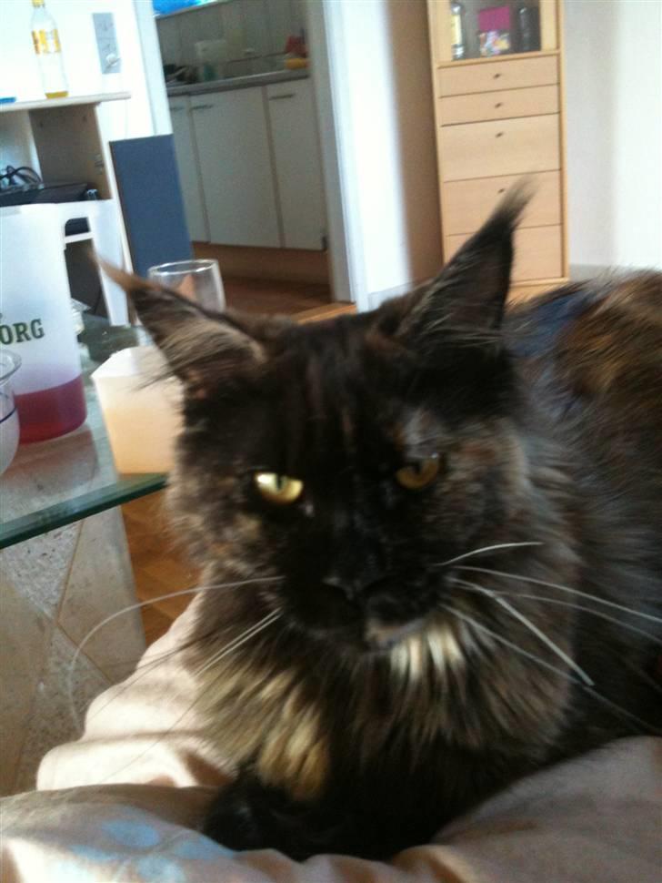 Maine Coon Isabel billede 4