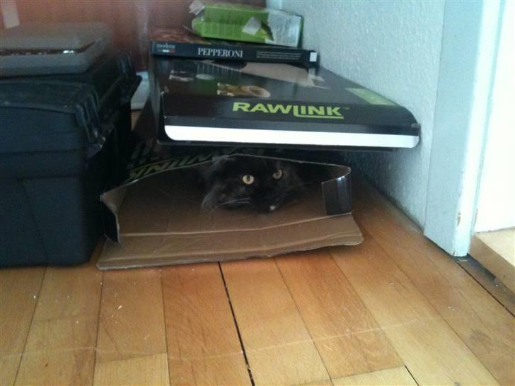 Maine Coon Isabel billede 5