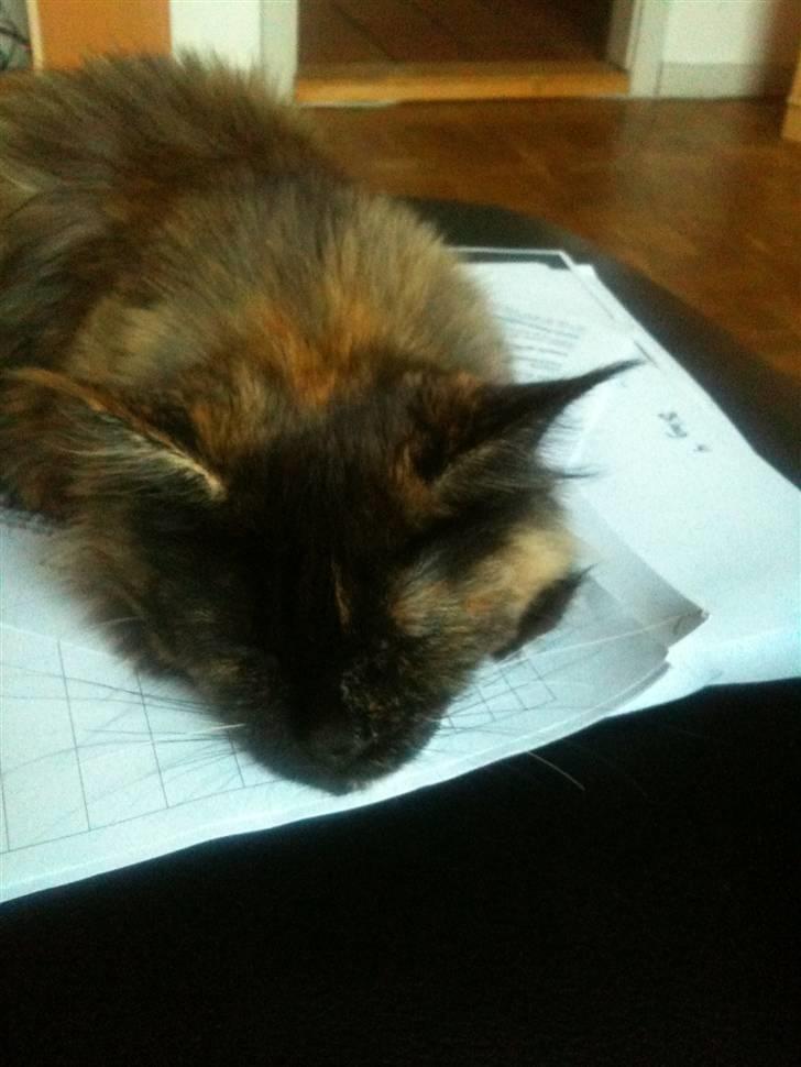 Maine Coon Isabel billede 6