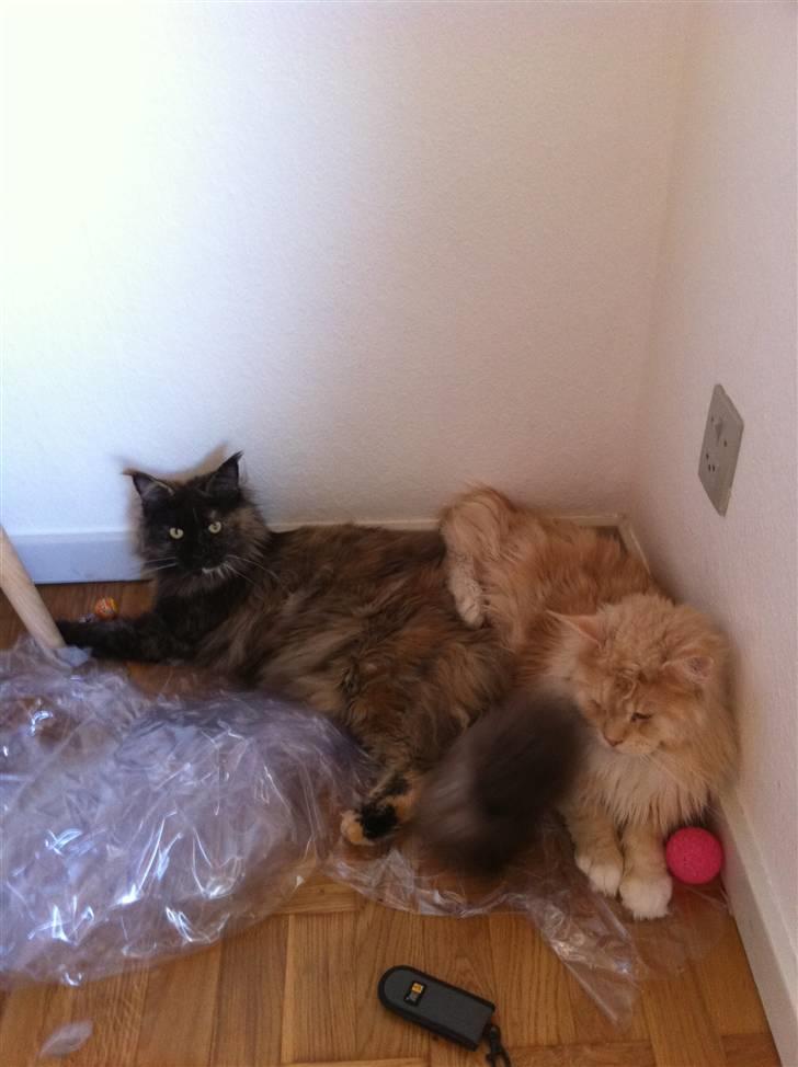 Maine Coon Isabel billede 7