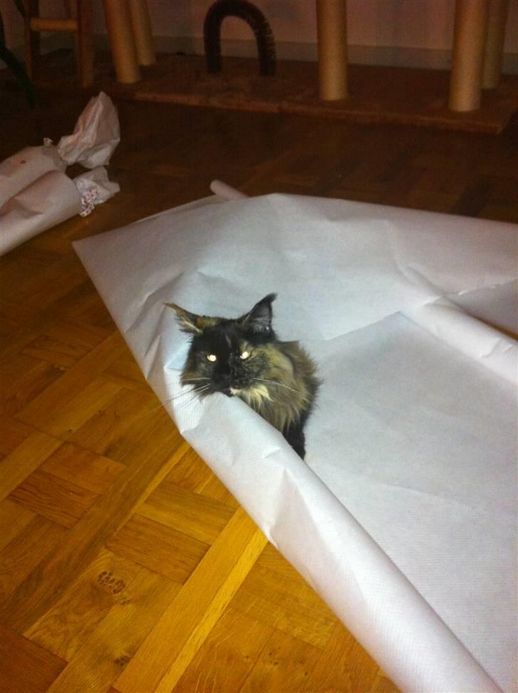 Maine Coon Isabel billede 8